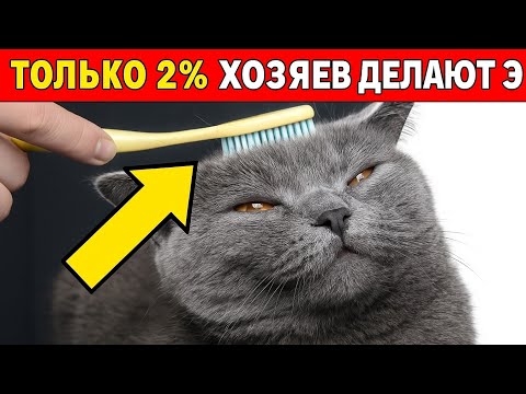 Видео: 7 вещей, которые обожают кошки, и только 2% хозяев действительно это делают