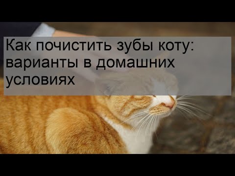 Видео: Как почистить зубы коту: варианты в домашних условиях