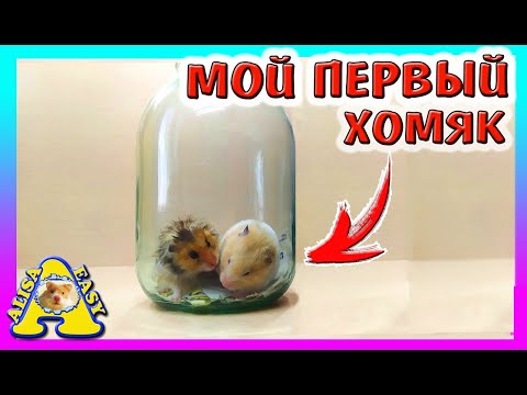 Видео: МОЙ ПЕРВЫЙ ХОМЯК / КАК ЕГО ЗВАЛИ? / ОШИБКИ В СОДЕРЖАНИИ ХОМКИ / Alisa Easy Pets