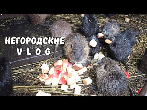 Видео: Картошка пошла на второй круг. О НУТРИЯХ: разговор по душам. 20.10.25