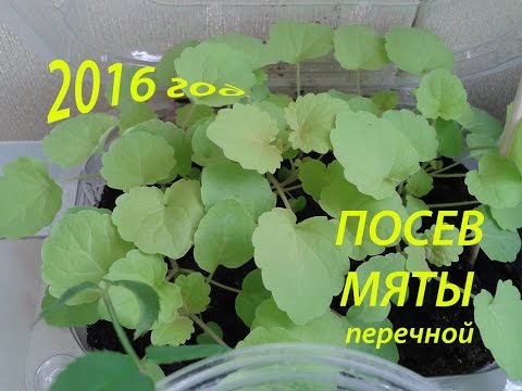 Видео: ПОСЕВ Мяты перечной  с Татьяной Пивкиной.