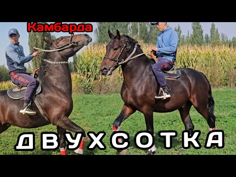 Видео: ДВУХСОТКА