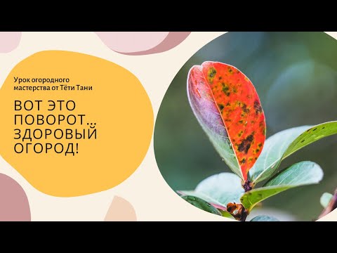 Видео: Вот это поворот… Здоровый огород!