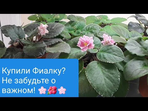 Видео: Карантин или обработка? Что делать после покупки Фиалок?