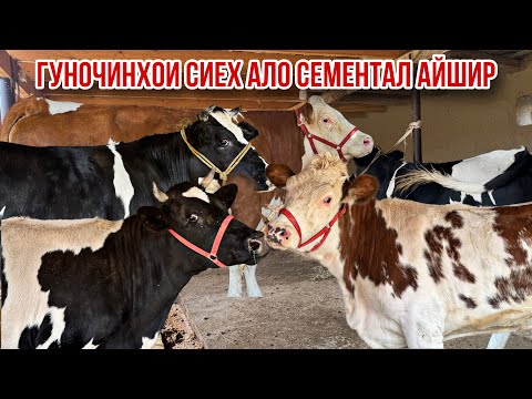 Видео: Гуночинои оригинал Сементал Айшир Чорное пестрие нархош дастрас 20 октября 2025 г.