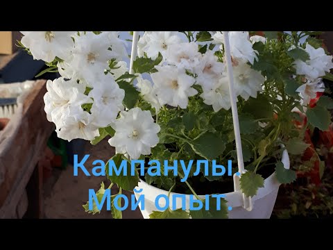 Видео: Перевалка черенков кампанул. Мои некоторые наблюдения и секреты 😉😁!