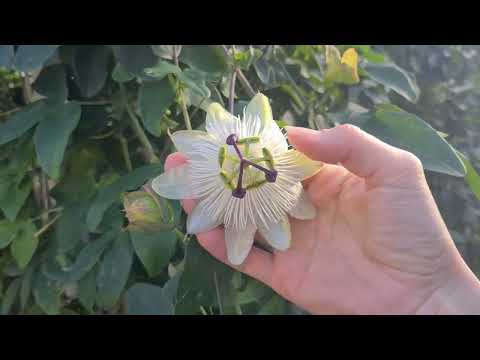Видео: Пасифлора чудо растение с которым я борюсь