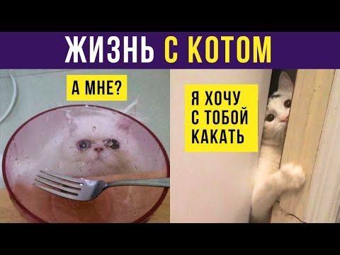 Видео: Приколы с котами. Жизнь с котом | Мемозг #192