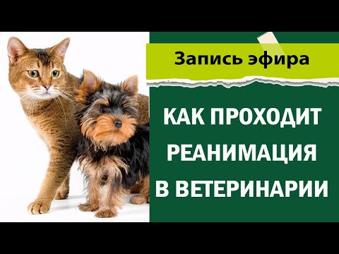 Видео: Как проходит реанимация в ветеринарии