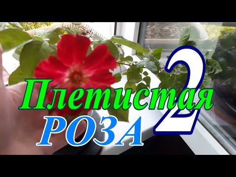 Видео: Плетистая роза в горшке  Июнь 2025