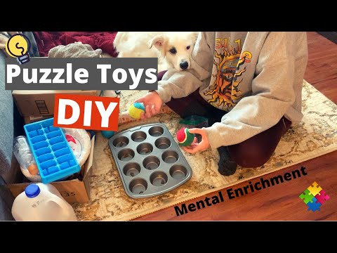 Видео: Игры для развития мозга у собак — самодельные головоломки