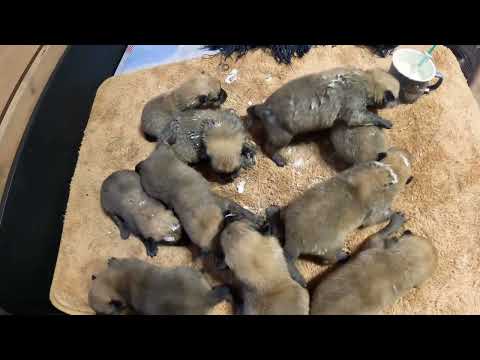 Видео: Как выкормить 10 щенков КАРЕЛО-ФИНСКОЙ ЛАЙКИ - 10-ЫЙ ДЕНЬ! :: How to FEED the cubs of FINNISH SPITZ?