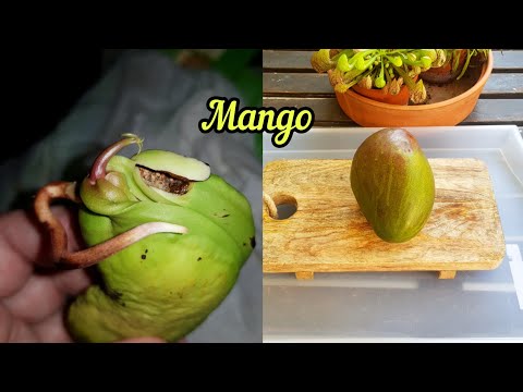 Видео: Как Вырастить Манго из Косточки😉(держать в тёплом, светлом месте).Условия Проращивания под Видео 👇