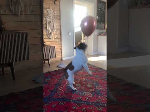 Видео: Собака играка #frenchbulldog #француз #французскийбульдог