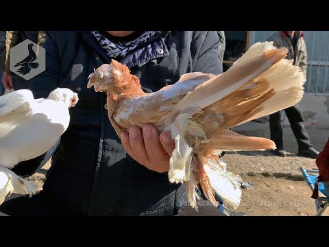 Видео: Птичий рынок г. Ташкент - ГОЛУБИ (19.02.2022) / Uzbek Pigeons / Usbekische tauben