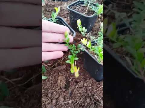 Видео: Клюква Пилигрим. Как размножается.