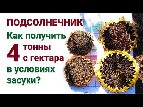 Видео: Выращивание подсолнечника 🌻 по технологии Айдамин. Опыт 2020 года