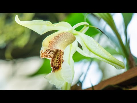Видео: Эпизод 40 Coelogyne speciosa, Vanda falcata x Vanda coerulea, Restrepia jesupiana
