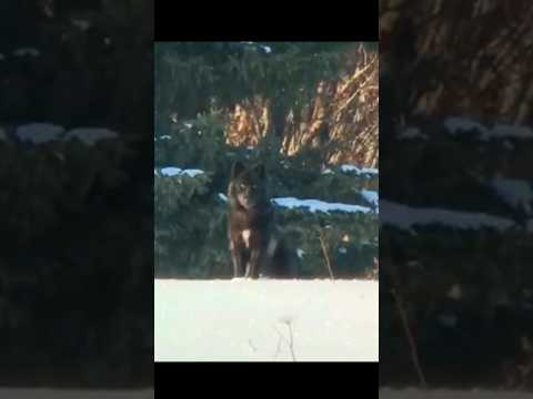 Видео: Схватка на замерзших просторах – охота на койота#охотанакойота#койот#охота#охотник#охотавсша#охотавк