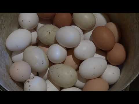 Видео: Морозы-37. Куры несутся 70 кур -66 яиц. Обзор моего хозяйства.