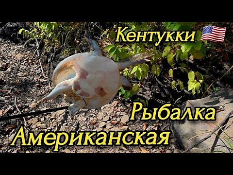 Видео: Штат Кентукки, США. Рыбалка. Шаурпа. Черепахи. Буфалло. Уха на день рождения. 