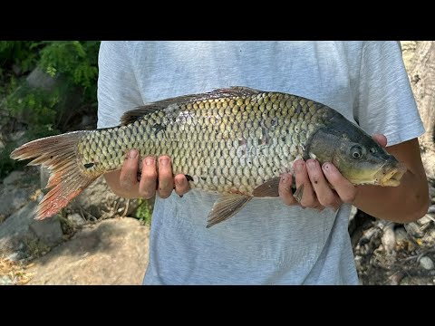 Видео: КОРОПИ І ЛЯЩІ РВУТЬ ПОВІДЦІ 🎣 . Фідерна рибалка на Дніпрі 