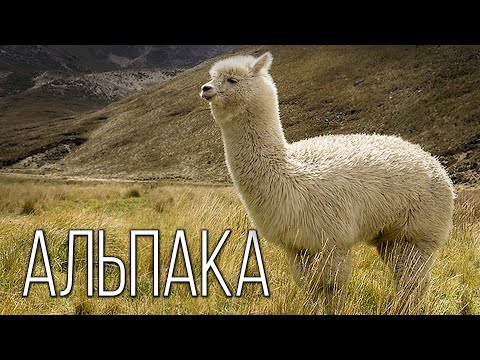 Видео: Альпака: Милый верблюд из Южной Америки | Интересные факты про альпака