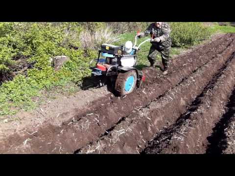 Видео: Нарезка гребней и посадка картофеля мотоблоком НЕВА.