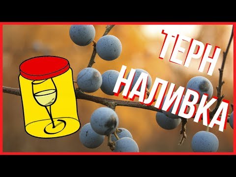 Видео: НАЛИВКА ИЗ ТЕРНА РЕЦЕПТ + ВАРЕНЬЕ ДЕТЯМ