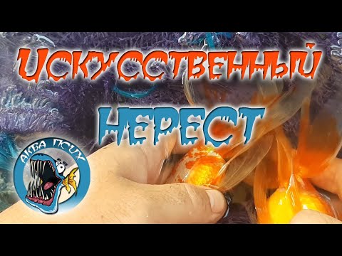 Видео: Искусственное оплодотворение икры золотых рыбок