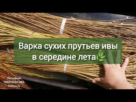 Видео: Тверская ива. Варка и очистка от коры сухих прутьев ивы в середине лета.