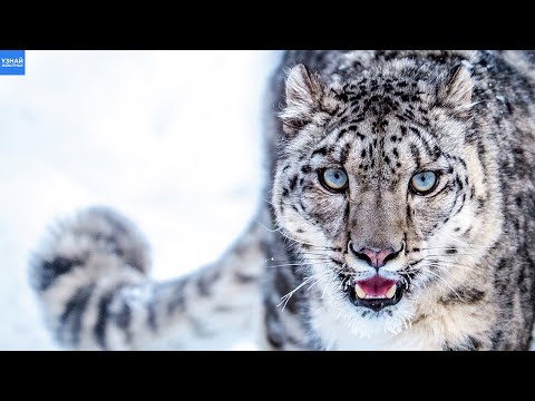 Видео: Снежный барс – гордый и одинокий хищник! Ирбис в деле!