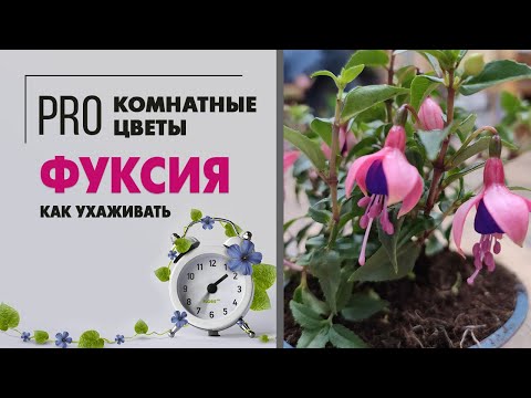 Видео: Растение Фуксия - желанная многими капризуля | Как ухаживать за фуксией