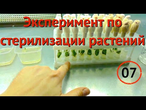Видео: [07] Мы поняли, в чем была ошибка. Недостаточная стерилизация культуры in vitro