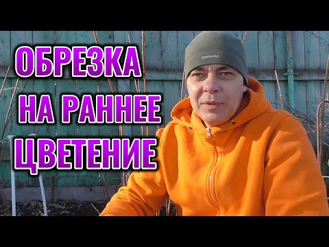 Видео: Только при такой обрезке гортензии метельчатые зацветут рано на севере большими соцветиями #garden