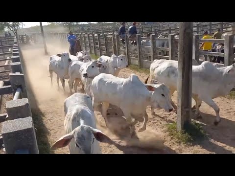 Видео: 7 октября ярмарка крупного рогатого скота в Кампина-Гранди ￼