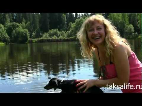 Видео: Водные развлечения таксы