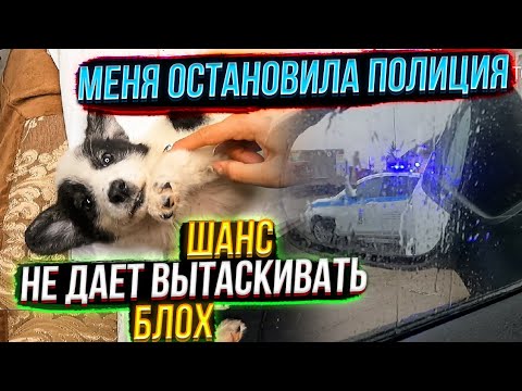 Видео: Что это были за крики?Меня остановила полиция😱 Начинаем Лечение Шанса, лапки стали ровняться😍