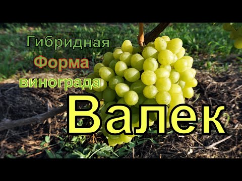 Видео: Виноград Беларуси .Лидчина. Сорт винограда- Валек.