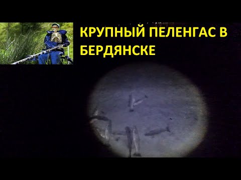 Видео: Пеленгас в Бердянске. Открытие сезона крупной рыбы.