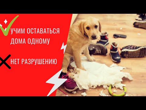 Видео: Как  приучить собаку к одиночеству?Как научить ее оставаться дома саму? Страх одиночества