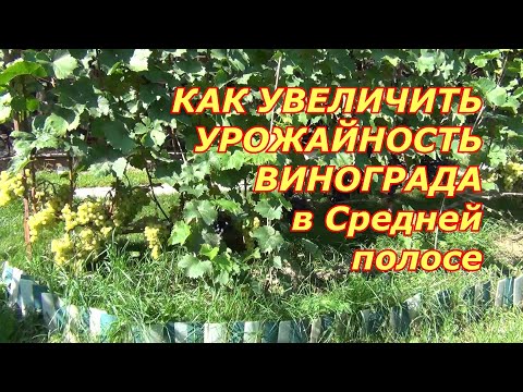 Видео: Как увеличить урожайность винограда в Средней полосе