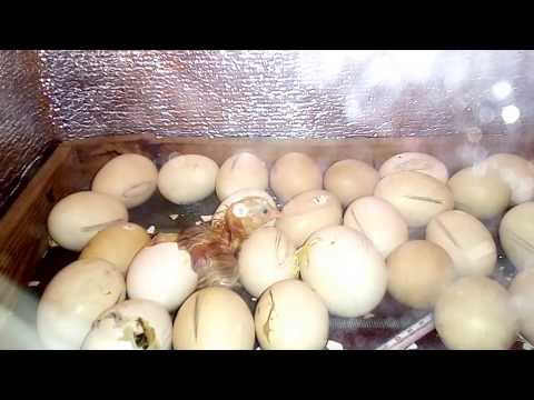 Видео: Совместная инкубация - это просто!