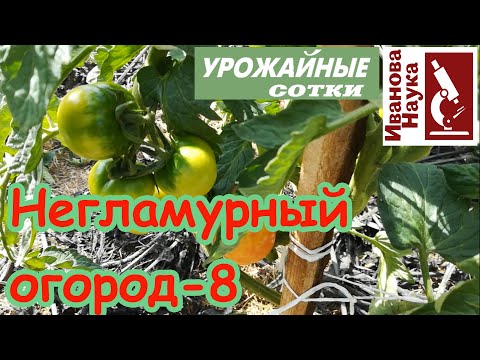 Видео: Негламурный огород-8. Томаты завязываются, наливаются и спеют, но засуха может все испортить.