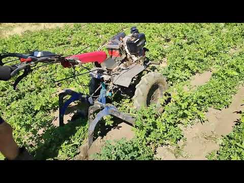 Видео: Сказ о том,как мы картошку садили. Часть 4.