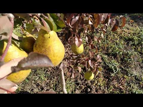 Видео: Груша сорт Наталка Кучерянка.Стрийская.Киргизская зимняя Ноябрьская..