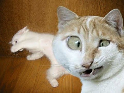 Видео: ТЕСТ НА ПСИХИКУ, КТО ЗАСМЕЁТСЯ ИЛИ УЛЫБНЕТСЯ - лайк и подписка!