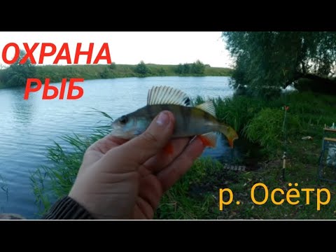 Видео: РЫБА ЛОМАЕТ КРЮЧКИ!!! ВДОВОЛЬ НАЛОВИЛ РАЗНЫХ ВИДОВ РЫБ! ПЕРВАЯ ЛАЙФ РЫБАЛКА НА КАНАЛЕ!