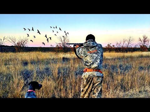 Видео: ОХОТА НА КУРОПАТКУ С ДРАТХААРОМ!ВЗЯЛ ЖЕНУ НА ОХОТУ И ВОТ ЧТО ИЗ ЭТОГО ВЫШЛО!