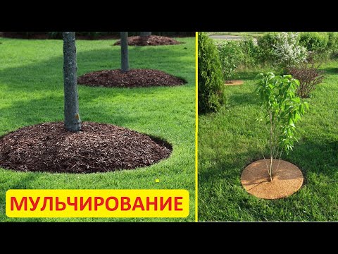 Видео: Мульчирование яблонь - все очень просто и без заморочек